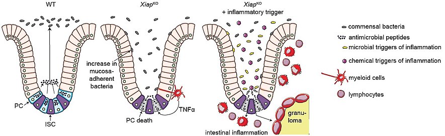 Figure 3. XIAP deficiency impairs intestinal antimicrobial defense and promotes susceptibility to microbiota-dependent inflammation. Adapted from Strigli et al., Science Immunology, 2021.