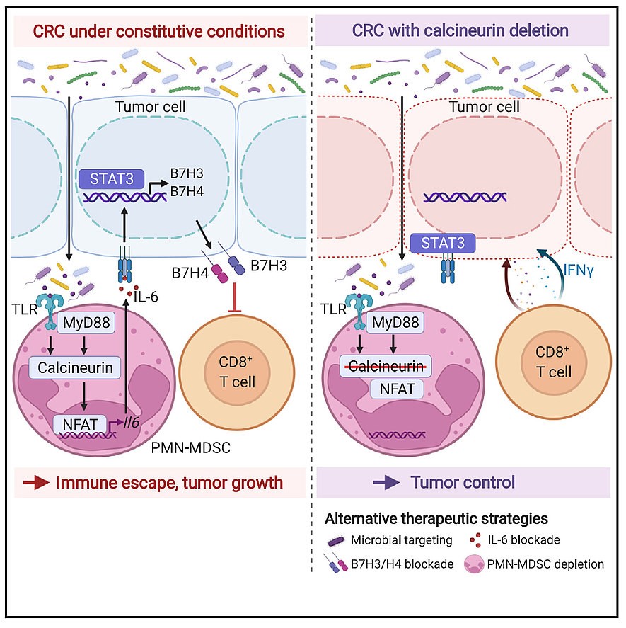 Figure 2. Microbiota-dependent immunological crosstalk in CRC (Peuker et al., Immunity 2022)
